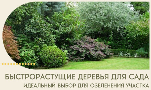 Быстрорастущие деревья для сада идеальный выбор в Зиме