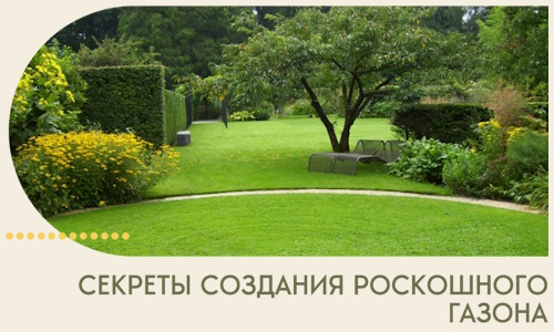 Секреты создания роскошного газона в Зиме